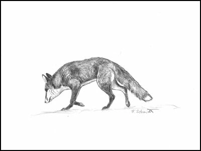 schnürender Fuchs